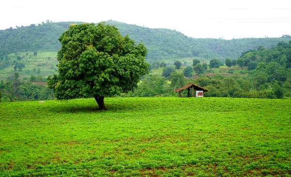 Großer Mangobaum Park — Stockfoto