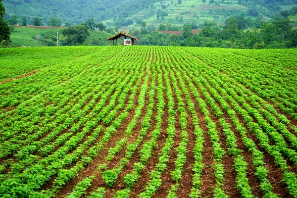 農場の風景 大豆作物のインド畑 — ストック写真