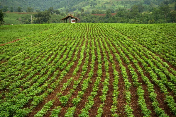 Bauernlandschaft Indisches Sojabohnenfeld — Stockfoto