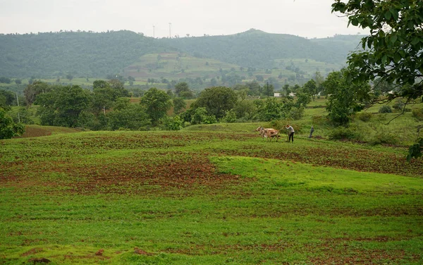 Farmářská Krajina Indické Pole Sójových Bobů — Stock fotografie