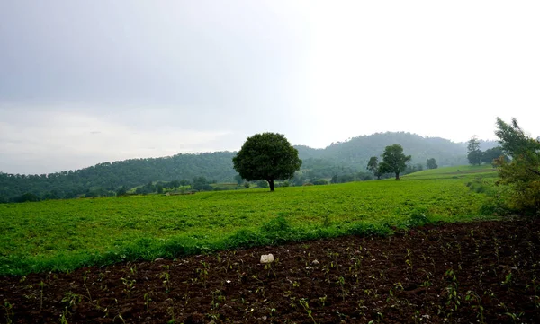 Krajobraz Farmy Indyjskie Pole Upraw Soi — Zdjęcie stockowe