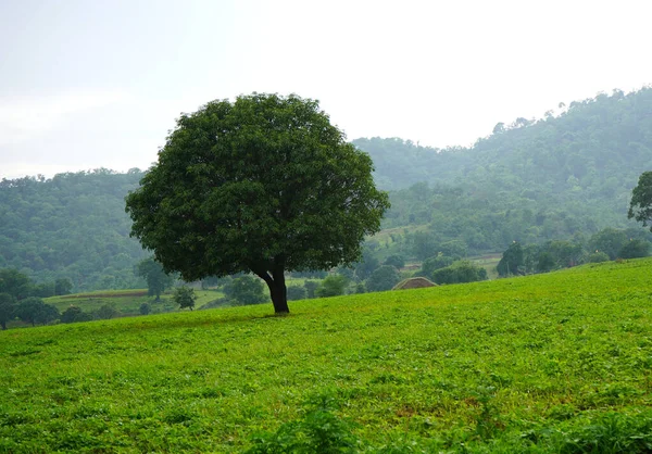Большое Дерево Манго Парке — стоковое фото