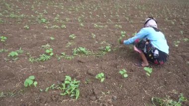 CHIKHALDARA, MAHARASHTRA, INDIA 29 HAZİRAN 2020: Pamuk tarlasında çalışan tanımlanamayan Hintli çiftçi, Hintli bir tarım sahnesi.