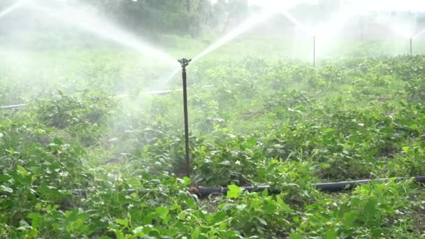 농작물을 재배하고 시설을 증류함 — 비디오