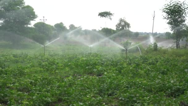 作物のための散水の概念 — ストック動画