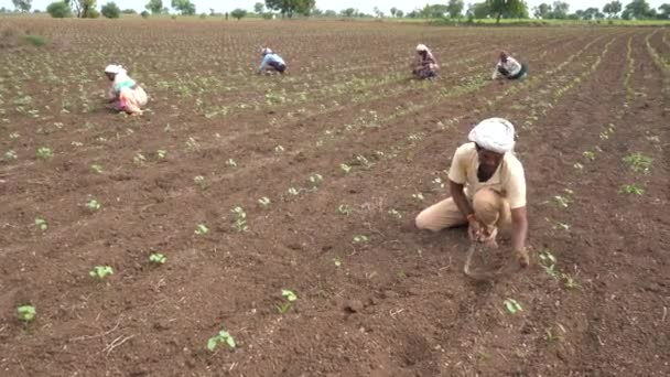 Chikhaldara Maharashtra India June 2020 Unidentified Indian Farmer Working Cotton — Stock Video