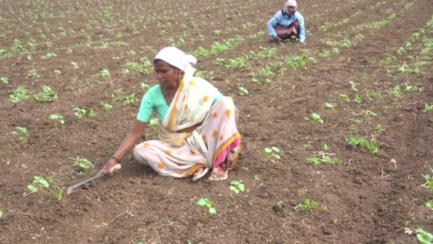 Chikhaldara Maharashtra Indien Juni 2020 Unbekannter Indischer Bauer Der Der — Stockvideo