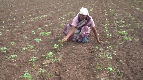 Chikhaldara Maharashtra India Juni 2020 Niet Geïdentificeerde Indiase Boer Werkt — Stockvideo
