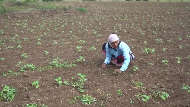 Chikhaldara Maharashtra Índia Junho 2020 Agricultor Indiano Não Identificado Trabalhando — Vídeo de Stock