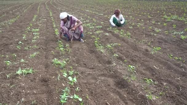 Chikhaldara Maharashtra India June 2020 Unidentified Indian Farmer Working Cotton — Stock Video