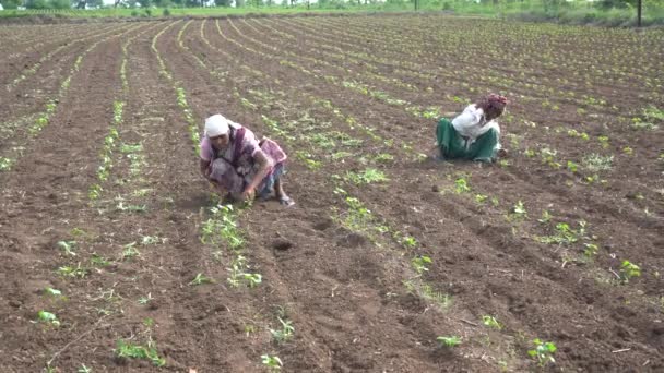 Chikhaldara Maharashtra India Junio 2020 Agricultor Indio Identificado Que Trabaja — Vídeos de Stock