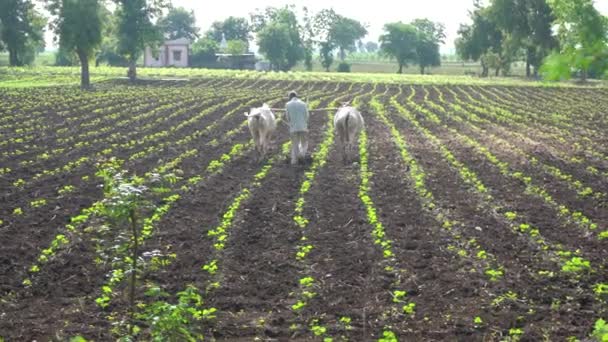 Chikhaldara Maharashtra India Červen 2020 Neznámý Indický Zemědělec Pracující Polní — Stock video