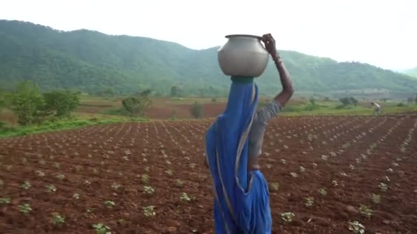 Chikhaldara Maharashtra India June 2020 Unidentified Indian Farmer Working Cotton — 图库视频影像