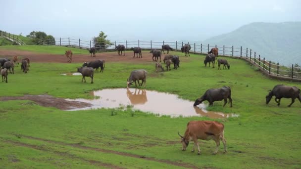 Vacas Búfalos Estão Pastando Prado Verde — Vídeo de Stock