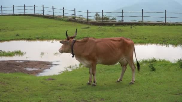 Koeien Buffels Grazen Een Groene Weide — Stockvideo