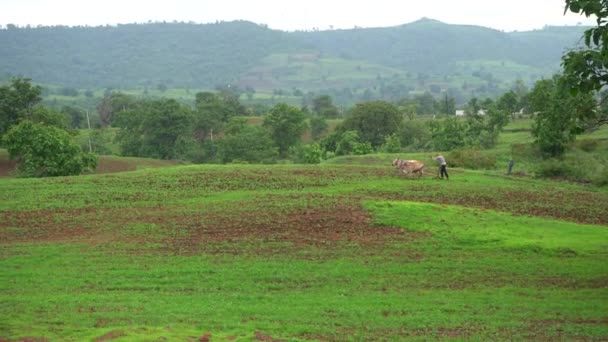 Chikhaldara Maharashtra India June 2020 Unidentified Indian Farmer Working Cotton — 图库视频影像