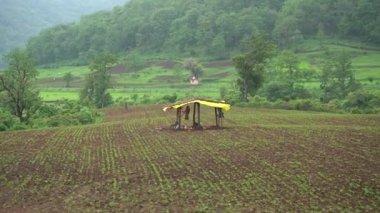CHIKHALDARA, MAHARASHTRA, INDIA 29 HAZİRAN 2020: Pamuk tarlasında çalışan tanımlanamayan Hintli çiftçi, Hintli bir tarım sahnesi.