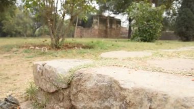 Sincaplar yemek yiyor ve çerçeveden çıkıyorlar.