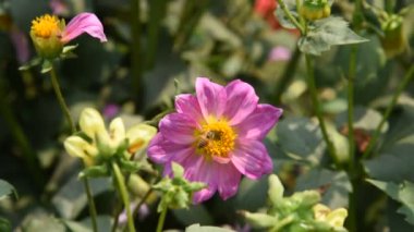 Çiçekten polen toplayan bir bal arısının makro görüntüsü.