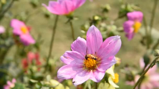 Makro Záběry Včely Sbírající Pyl Květiny — Stock video