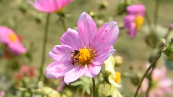 Macro Beelden Van Een Honingbij Die Stuifmeel Verzamelt Van Een — Stockvideo