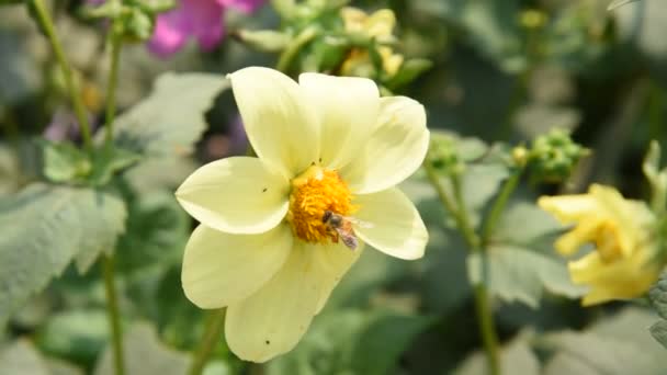 Макрофут Медової Бджоли Збирає Пилок Квітки — стокове відео