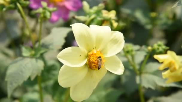 花から花粉を集めるミツバチのマクロ映像 — ストック動画