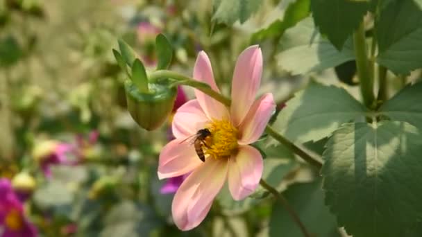 Macro Metraje Una Abeja Recolectando Polen Una Flor — Vídeos de Stock