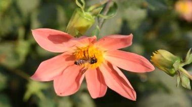 Çiçekten polen toplayan bir bal arısının makro görüntüsü.