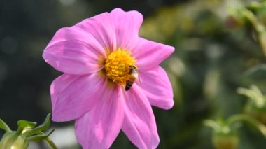 Çiçekten polen toplayan bir bal arısının makro görüntüsü.