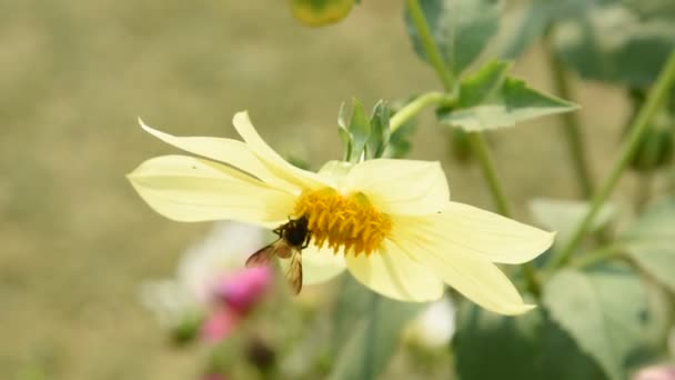 Makromateriał Filmowy Pszczoły Miodnej Zbierającej Pyłek Kwiatka — Wideo stockowe