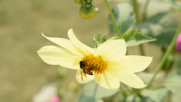 Makro Záběry Včely Sbírající Pyl Květiny — Stock video