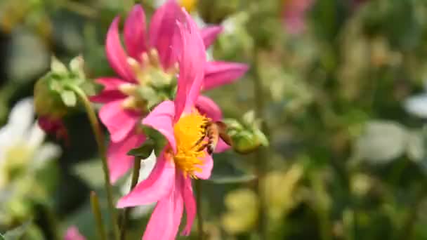 Macro Metraje Una Abeja Recolectando Polen Una Flor — Vídeos de Stock