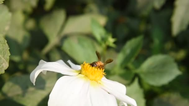 蜜蜂从花朵中采集花粉的宏观画面 — 图库视频影像