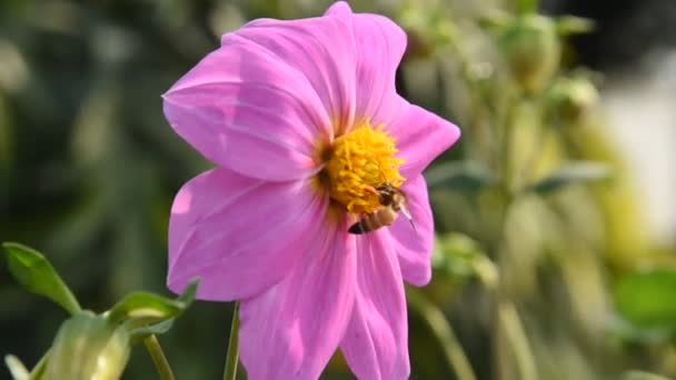 Makroaufnahmen Einer Honigbiene Die Pollen Von Einer Blume Sammelt — Stockvideo