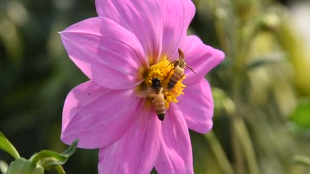 Macro Beelden Van Een Honingbij Die Stuifmeel Verzamelt Van Een — Stockvideo