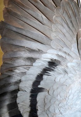 Wings of birds abstract background