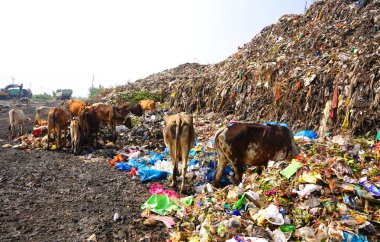 İnekler ve köpekler çöp yığınında yiyecek arıyor, inekler çöplükte yemek yiyor..