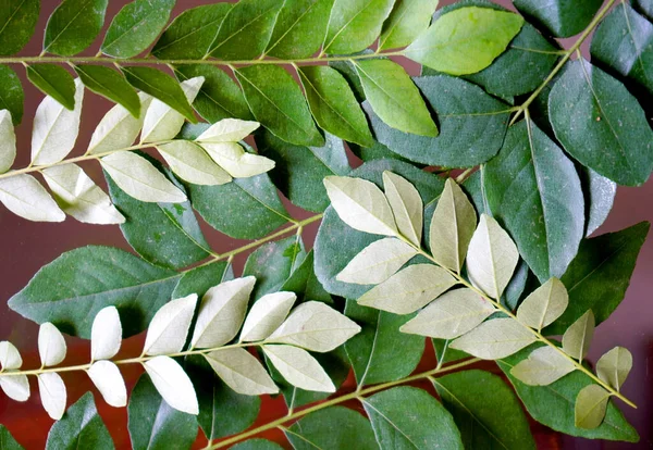 Beautiful leaf pattern texture, Green leaves background