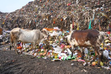 Çöp dağı, büyük çöp yığını, pis koku ve zehirli kalıntı yığını. Bu çöpler kentsel alanlardan, sanayi bölgelerinden geliyor..       