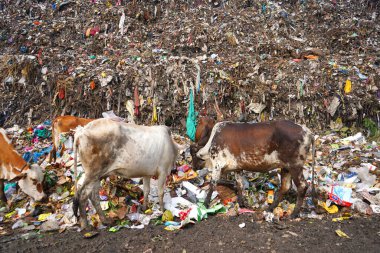  Çöp dağı, büyük çöp yığını, pis koku ve zehirli kalıntı yığını. Bu çöpler kentsel alanlardan, sanayi bölgelerinden geliyor..       
