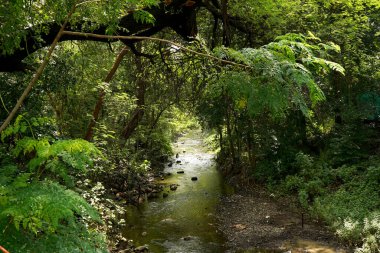 Tree in the forest, India.