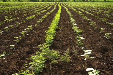 Hindistan 'da yeşil pamuk tarlası