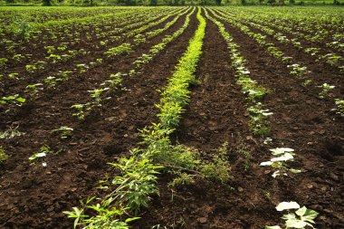 Hindistan 'da yeşil pamuk tarlası