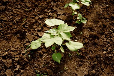 Hindistan 'da yeşil pamuk tarlası