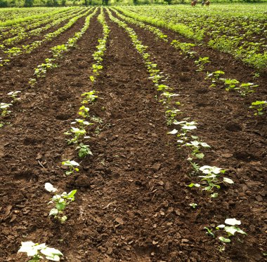 Hindistan 'da yeşil pamuk tarlası