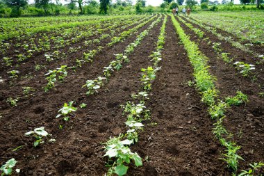 Hindistan 'da yeşil pamuk tarlası