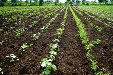 Hindistan 'da yeşil pamuk tarlası