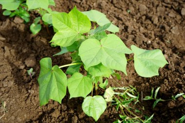 Hindistan 'da yeşil pamuk tarlası