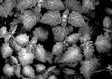 Beautiful leaf pattern texture, Green leaves background